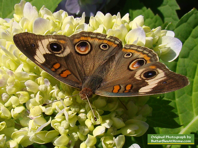 Buckeye Butterfly on Hydrangea in the summertime in Texas