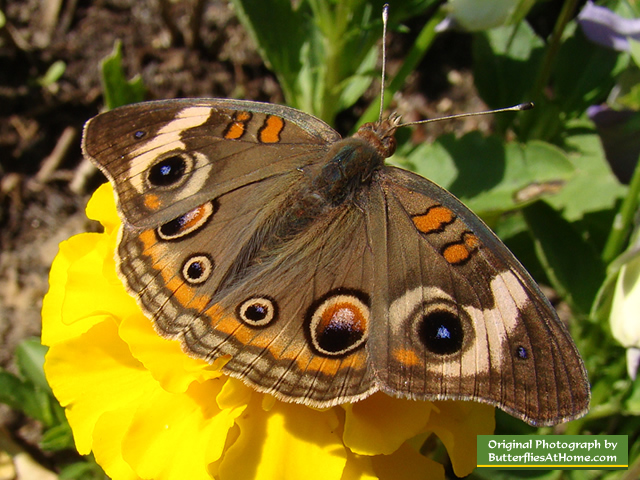 Buckeye Butterfly on yellow Zinnia