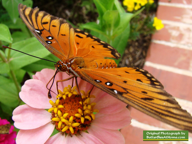 Gulf Fritillary Butterflies, size, nectar plants, host plants, photographs