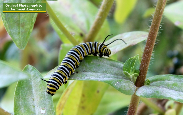 A mature Monarch Butterfly caterpillar ... roaming on Zinnias, looking for the perfect place to assume the "J" Position