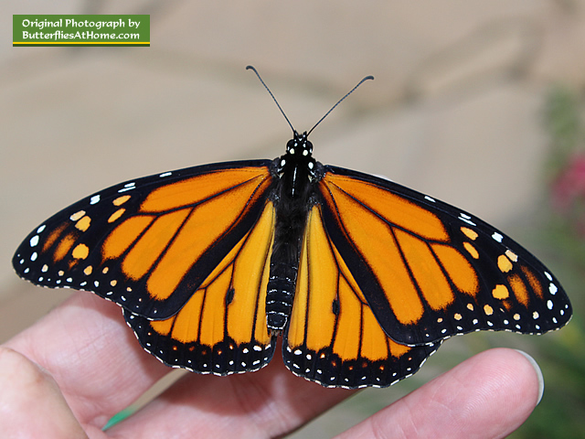 A perfect new male Monarch Butterfly ready to fly south!