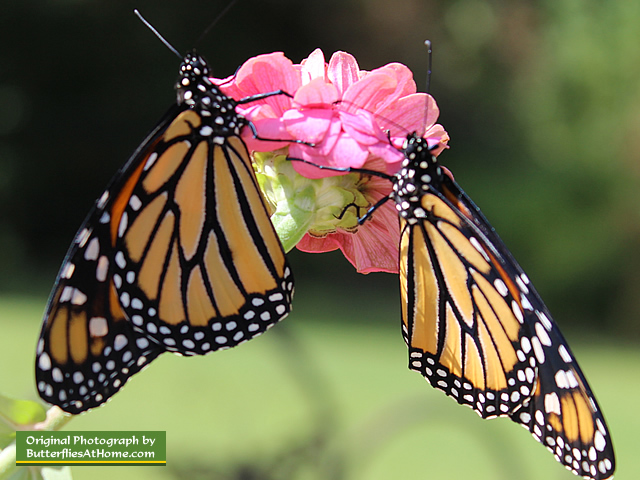 Male (l) and female (r) Monarch Butterfllies on a pink Zinnia
