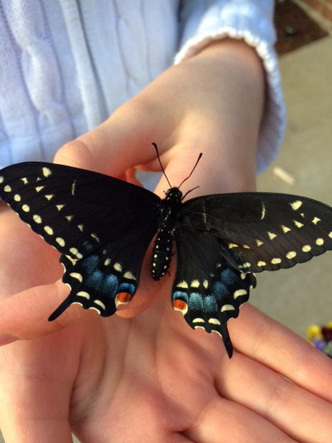 A newly hatched Black Swallowtail Butterfly