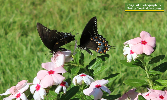 Male Spicebush Swallowtail (to the right) pursues female (on the left)