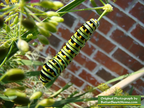 Mature Black Swallowtail Caterpillar showing its green coloration with black bands and yellow spots