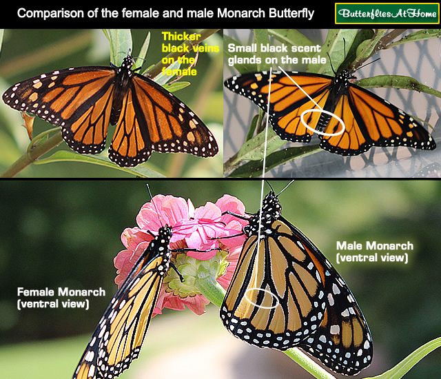 Identification guide to the female and male Monarch Butterfly, showing differences between the female and male Monarch