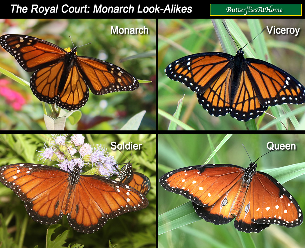 Comparison and spotting guide to similar butterflies: Monarch, Viceroy, Soldier and Queen