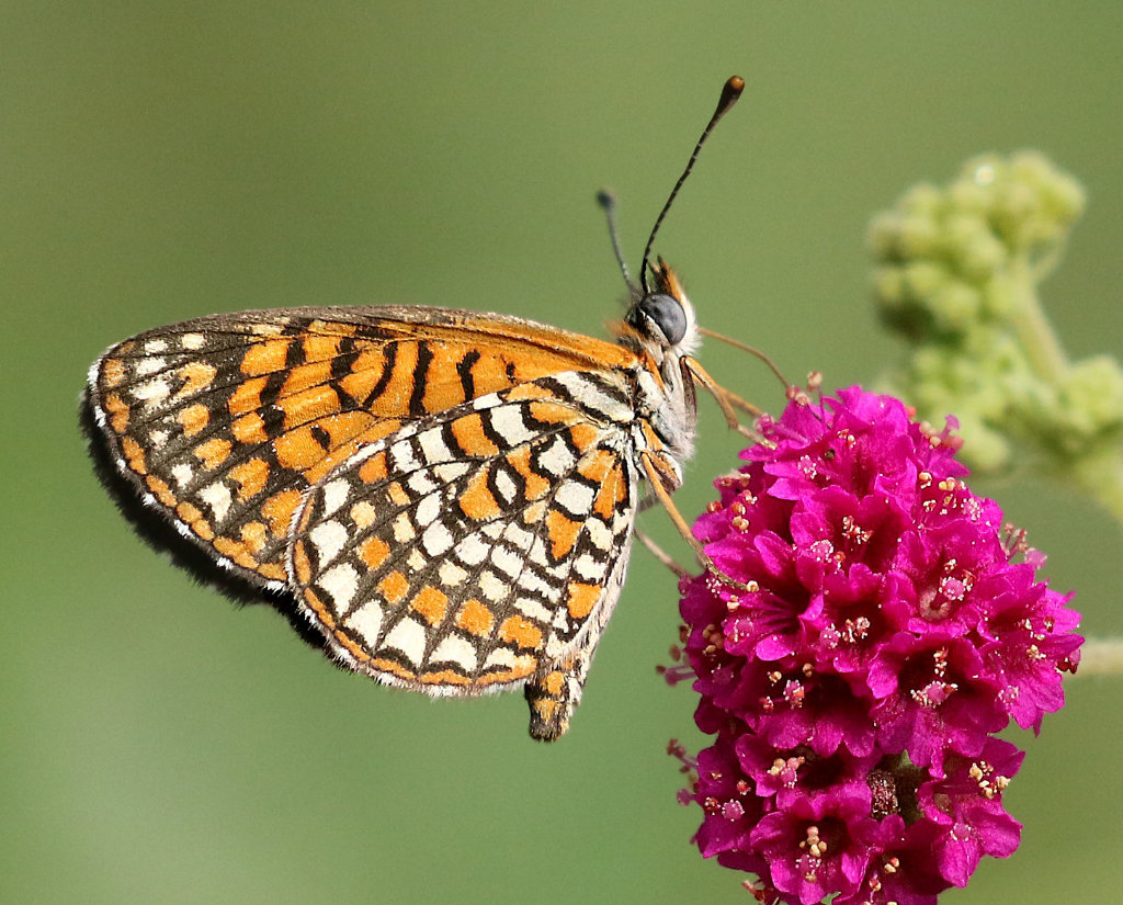 Arizona Checkerspot Butterfly - ventral view
