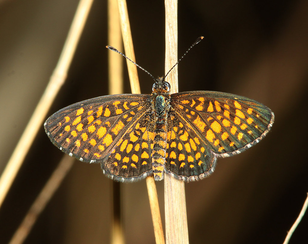 Arizona Checkerspot Butterfly - dorsal view