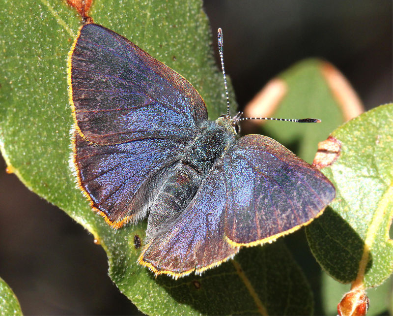 Arizona Hairstreak Butterfly