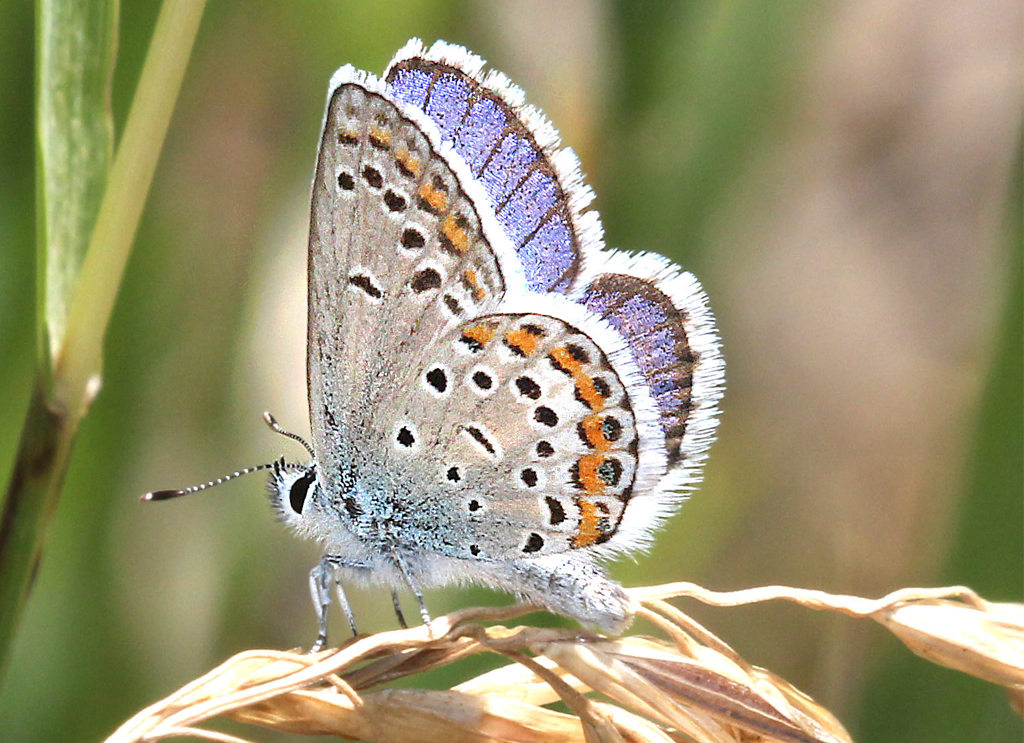 Melissa Blue Butterfly