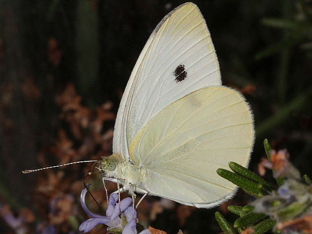 Cabbage White Butterfly
