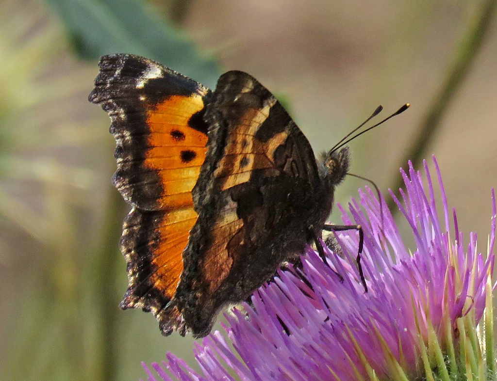 California Tortoiseshell Butterfly