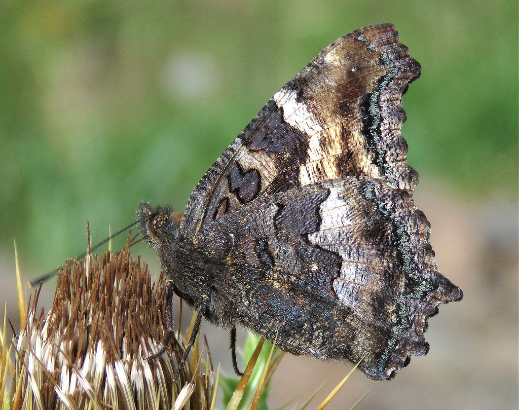 California Tortoiseshell Butterfly (ventral view)