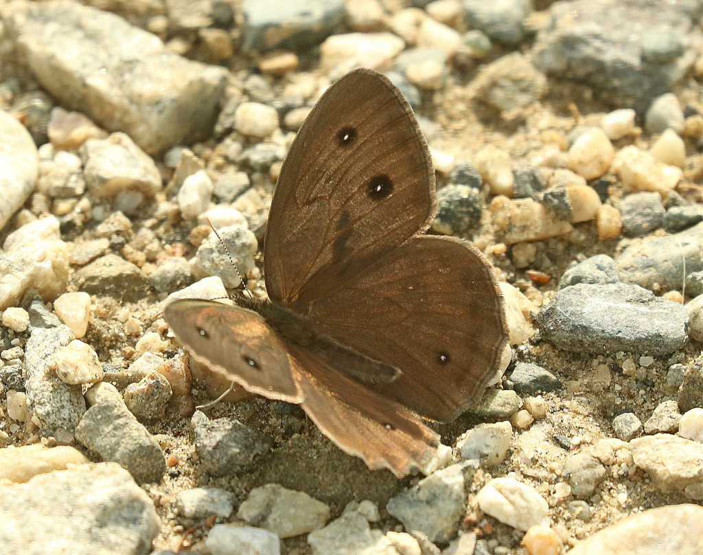 Common Wood-nymph Butterfly