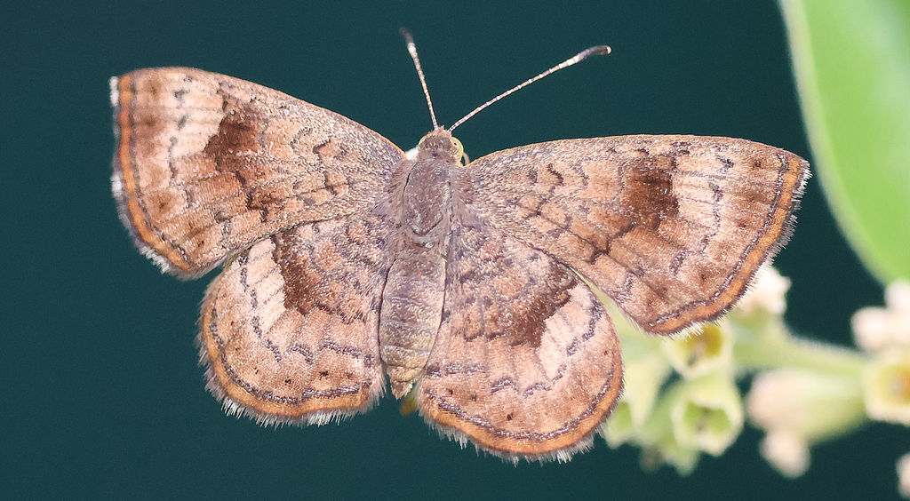 Fatal Metalmark Butterfly