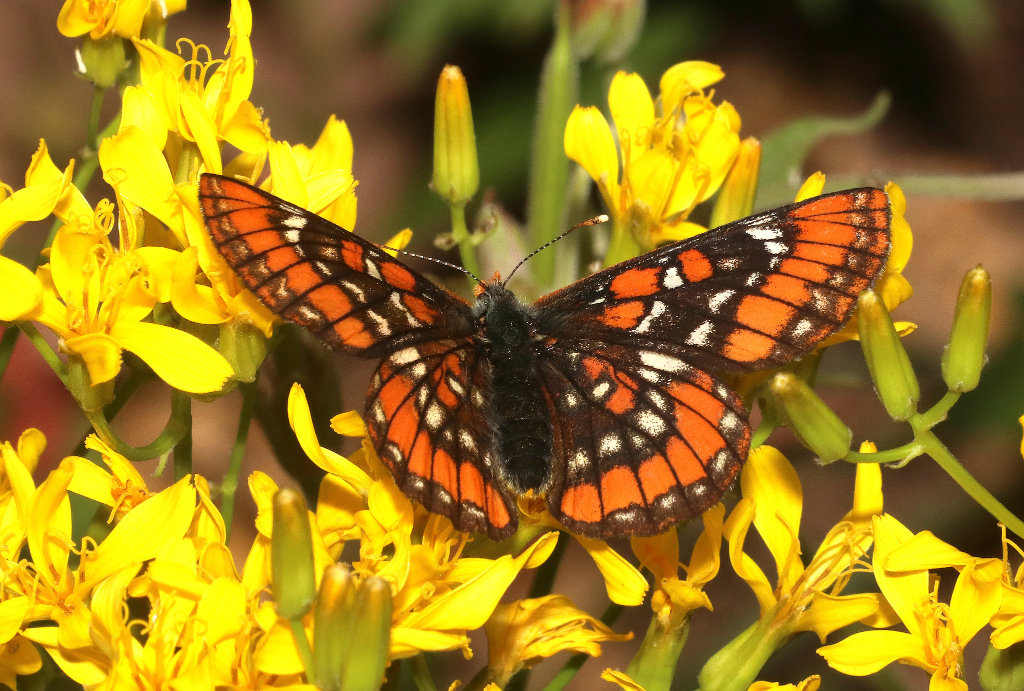 Gillett's Checkerspot Butterfly - dorsal view