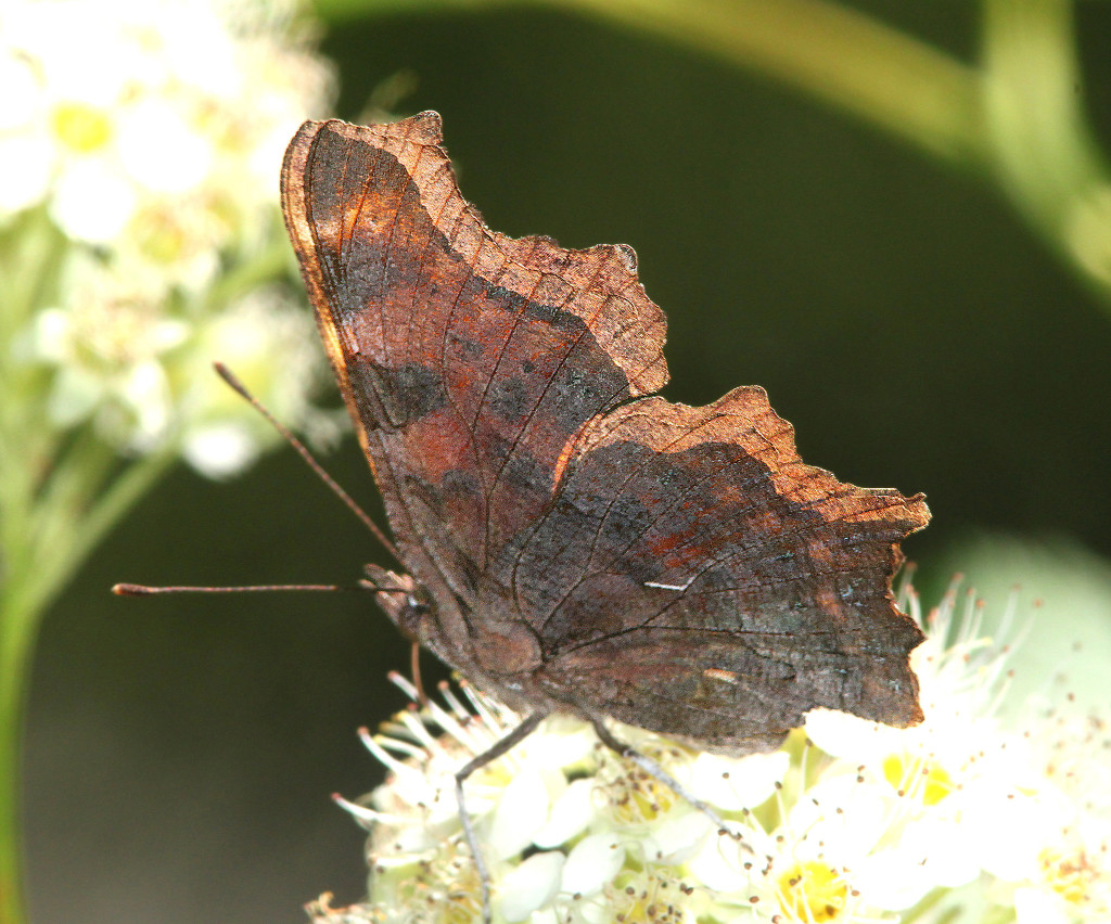 Green Comma Butterfly (ventral View)