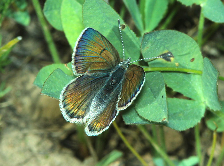 Greenish Blue Butterfly