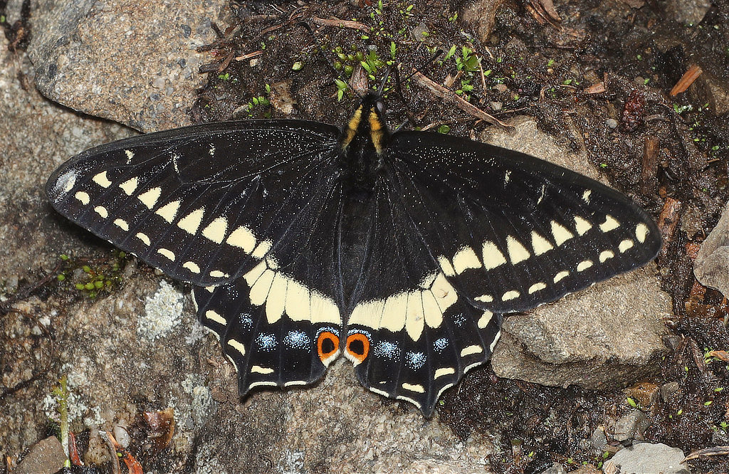 Indra Swallowtail