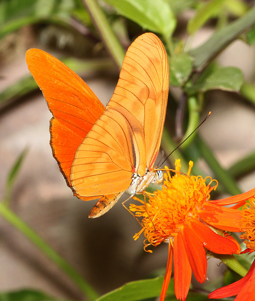 Julia Heliconian Butterfly