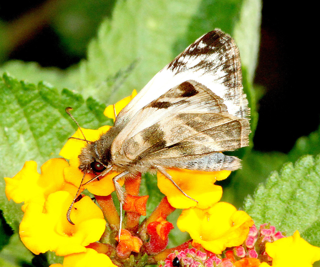 Laviana-white Skipper Butterfly