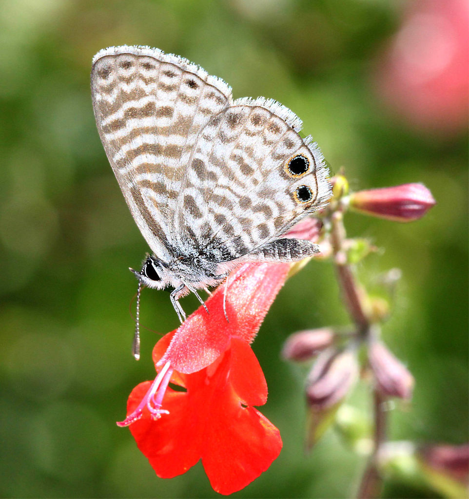 Marine Blue Butterfly