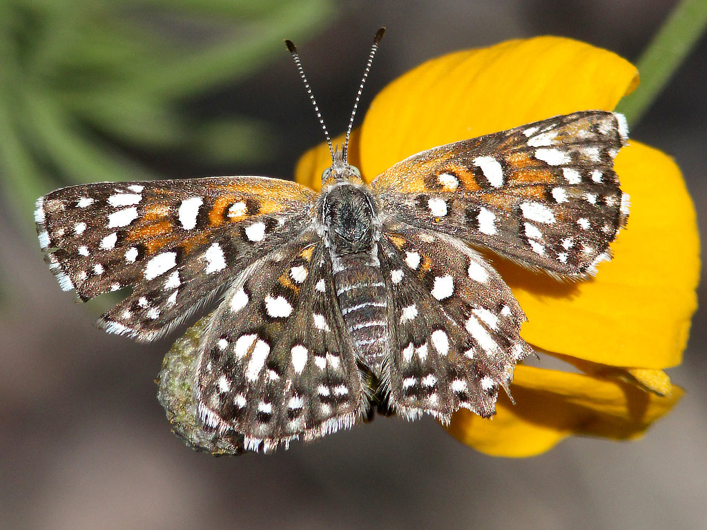 Mormon Metalmark Butterfly (dorsal view)