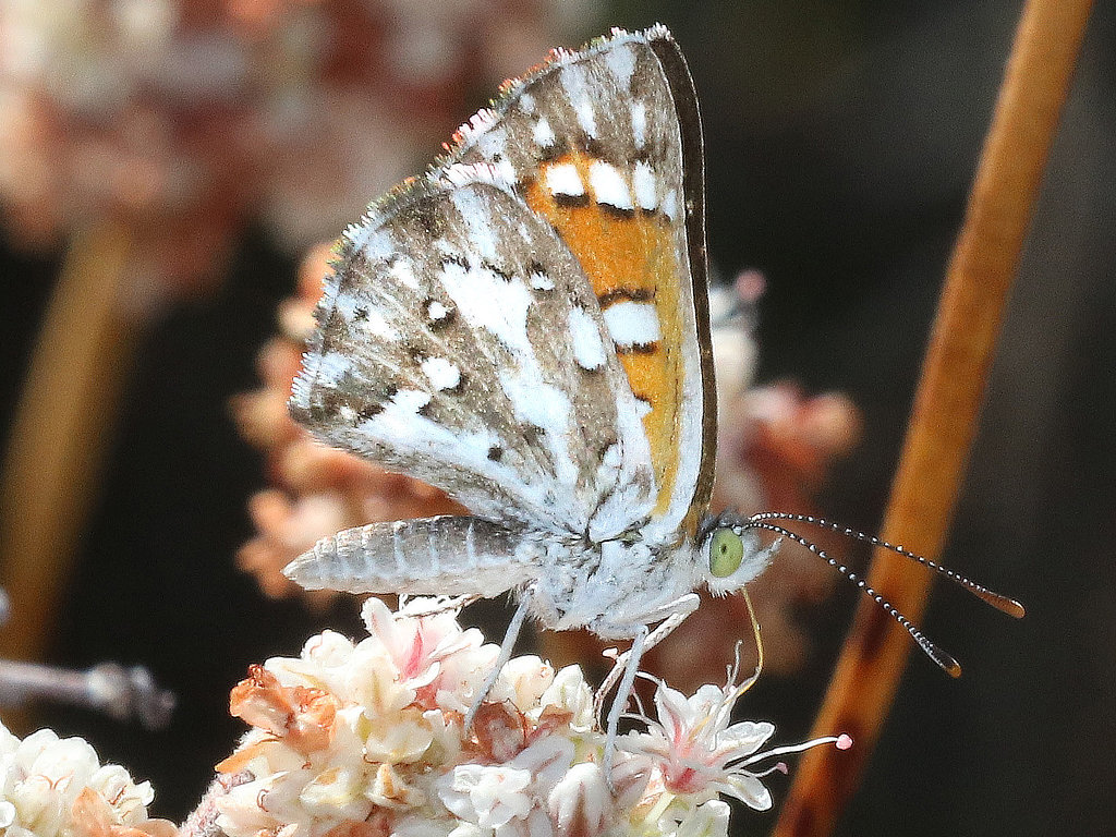 Mormon Metalmark Butterfly (ventral view)