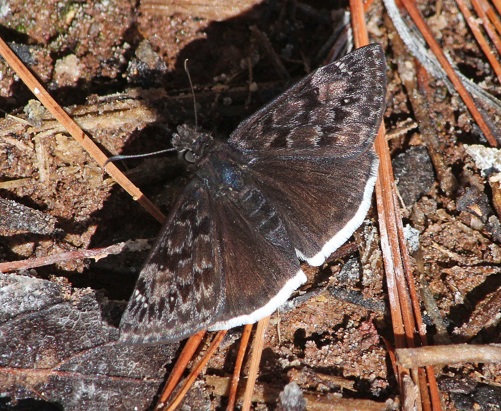 Mournful Duskywing Butterfly (Erynnis tristis)
