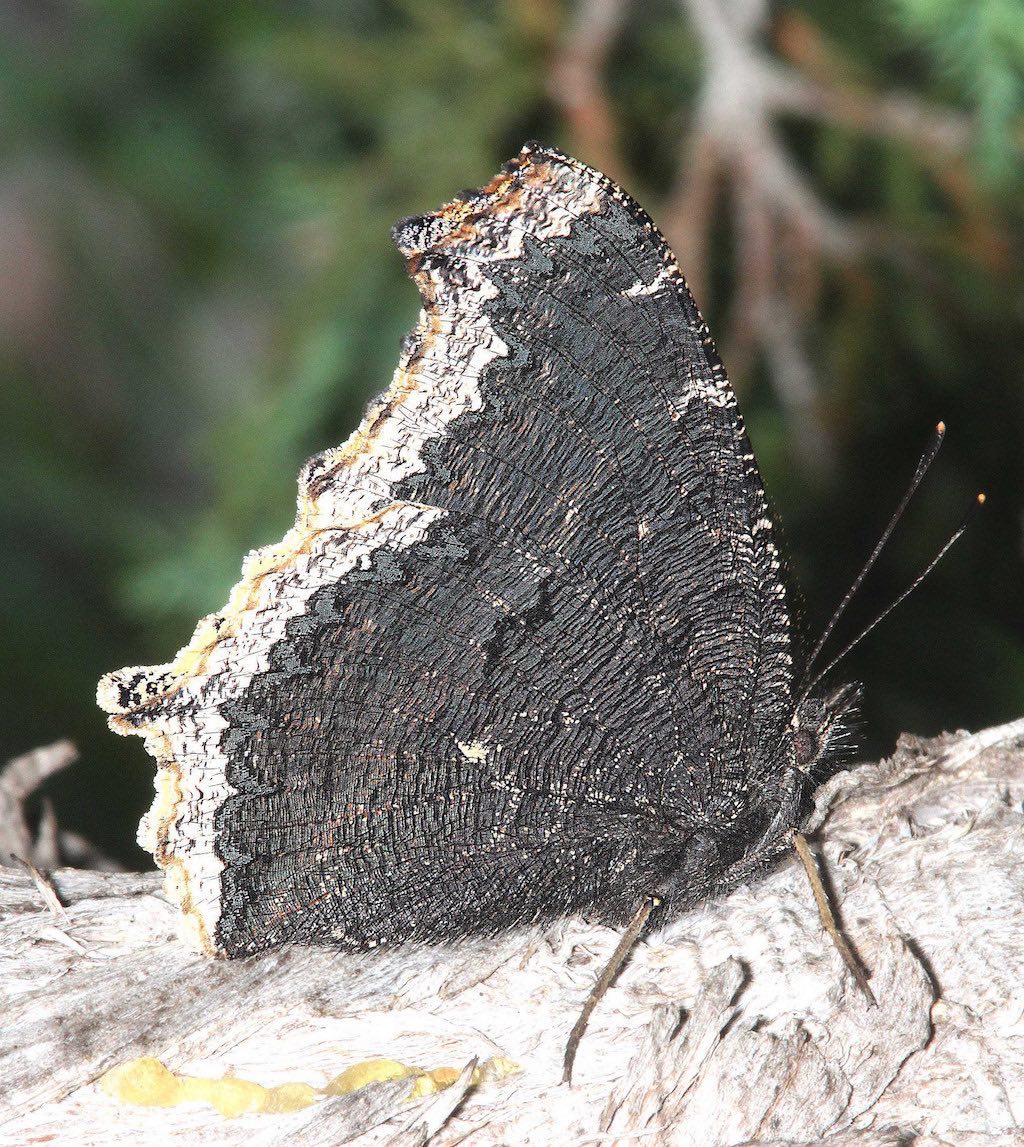 Mourning Cloak Butterfly with wings closed