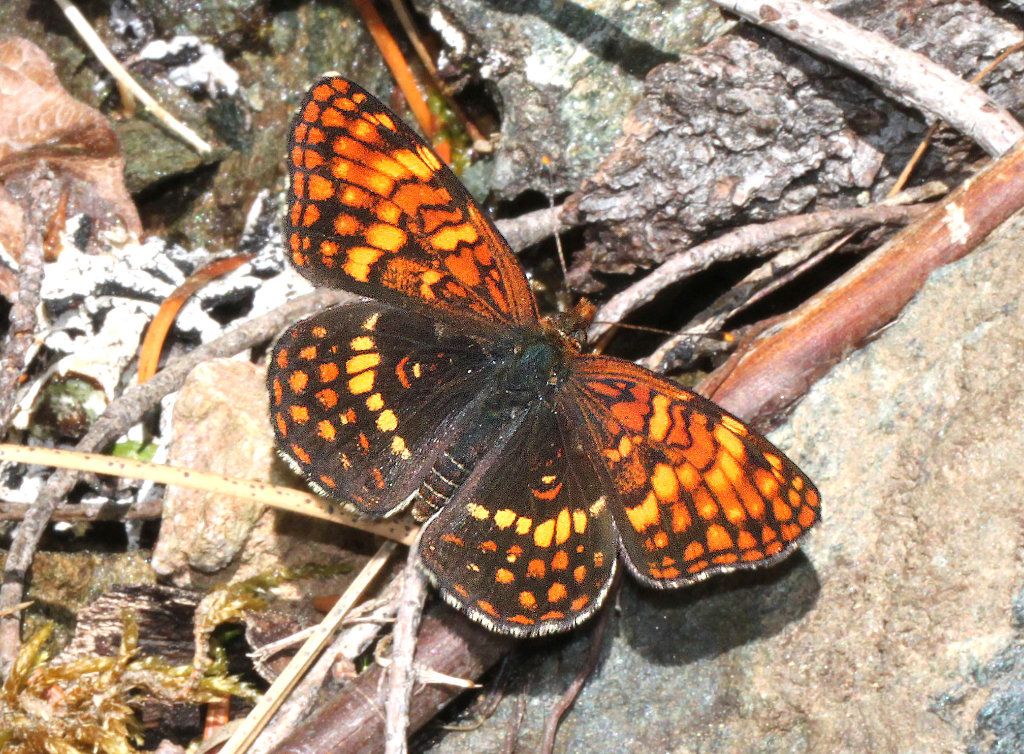 Northern Checkerspot Butterfly - dorsal view