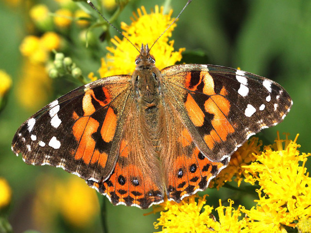 Painted Lady Butterfly