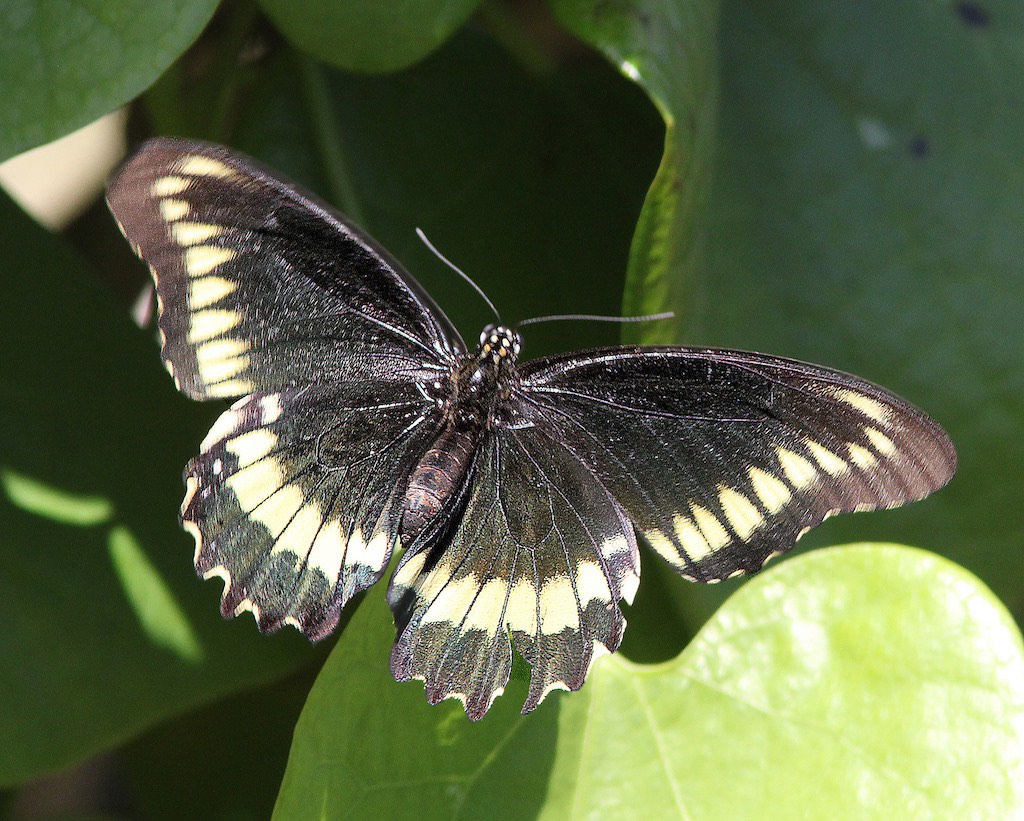 Polydamas Swallowtail Butterfly