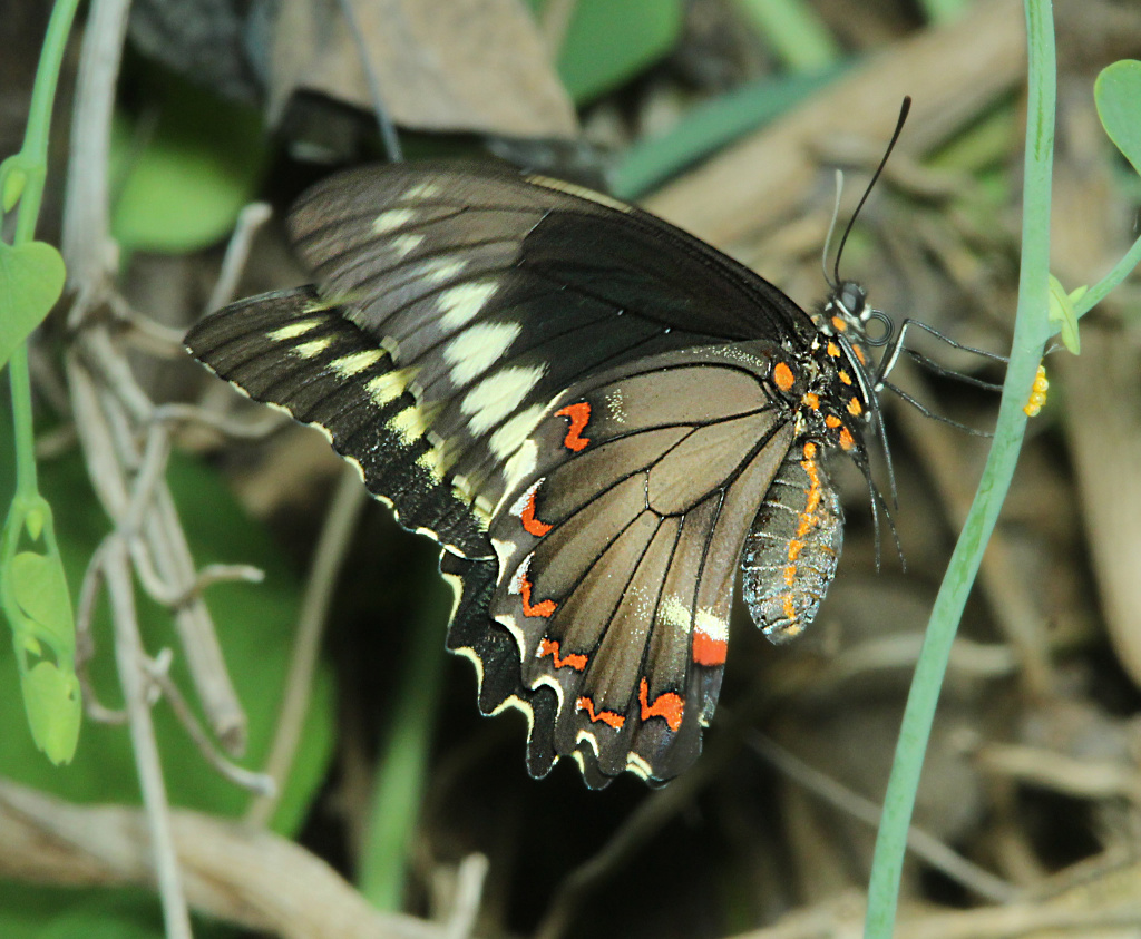 Polydamas Swallowtail Butterfly ... ventral view