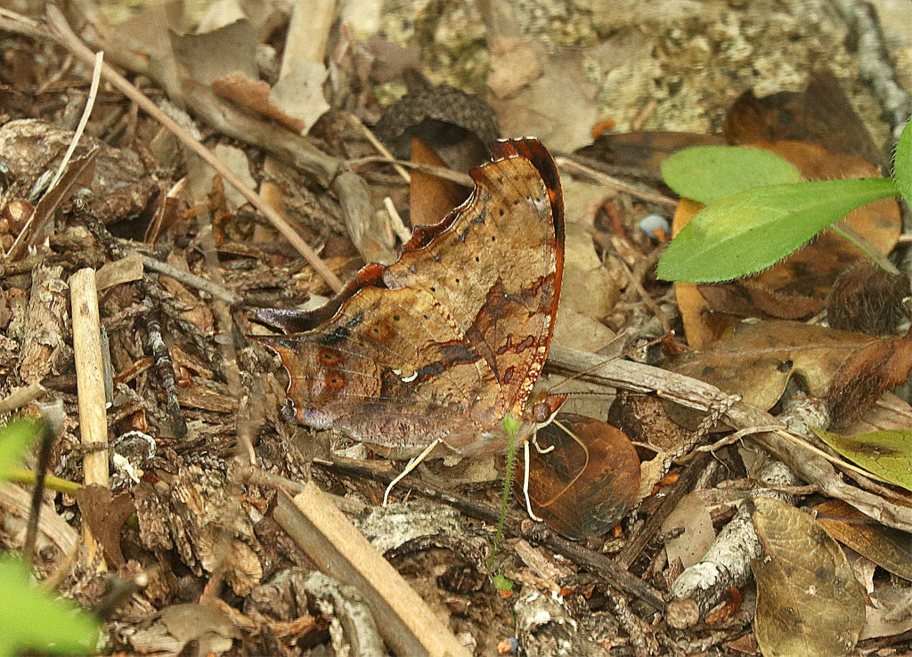 Question Mark Butterfly 