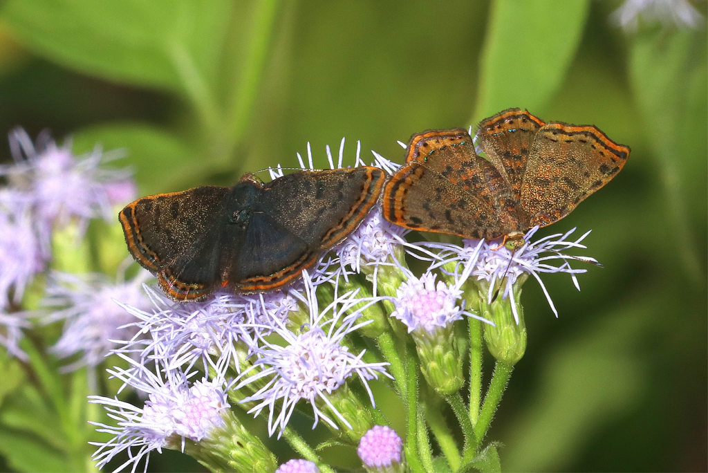 A pair of beautiful Red-bordered Metalmark Butterflies 