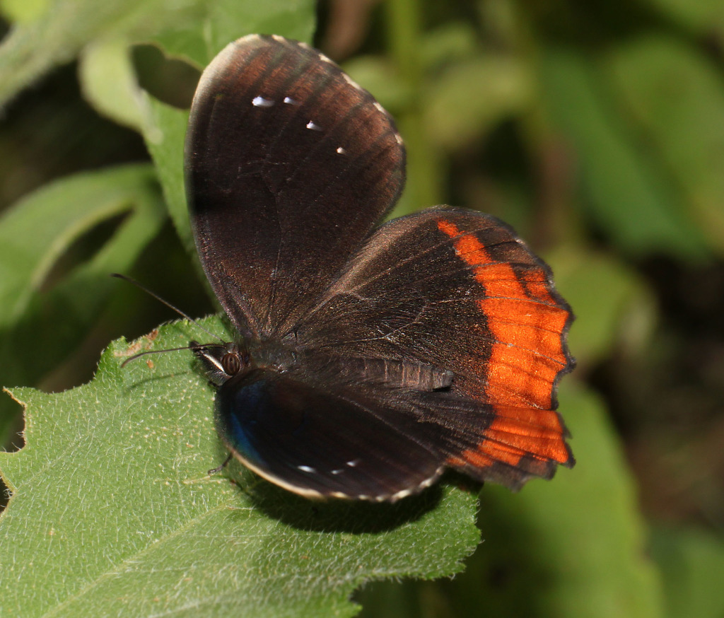 Red-bordered Satyr Butterfly (dorsal view)