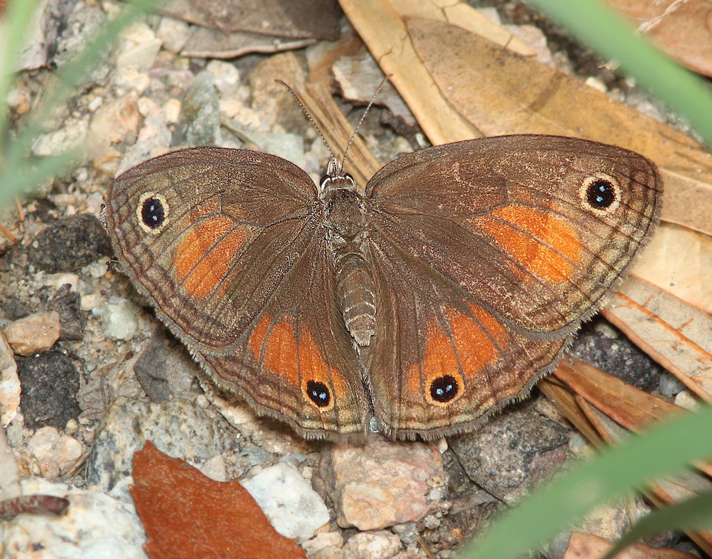 Photo of a Red Satyr Butterfly
