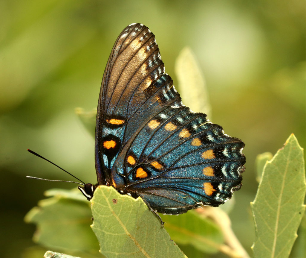 Red-Spotted Purple Butterfly ventral view