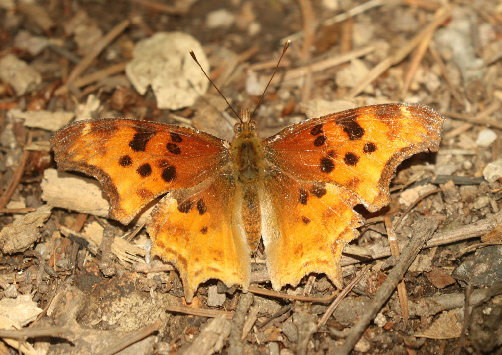 Satyr  Comma Butterfly (dorsal view)