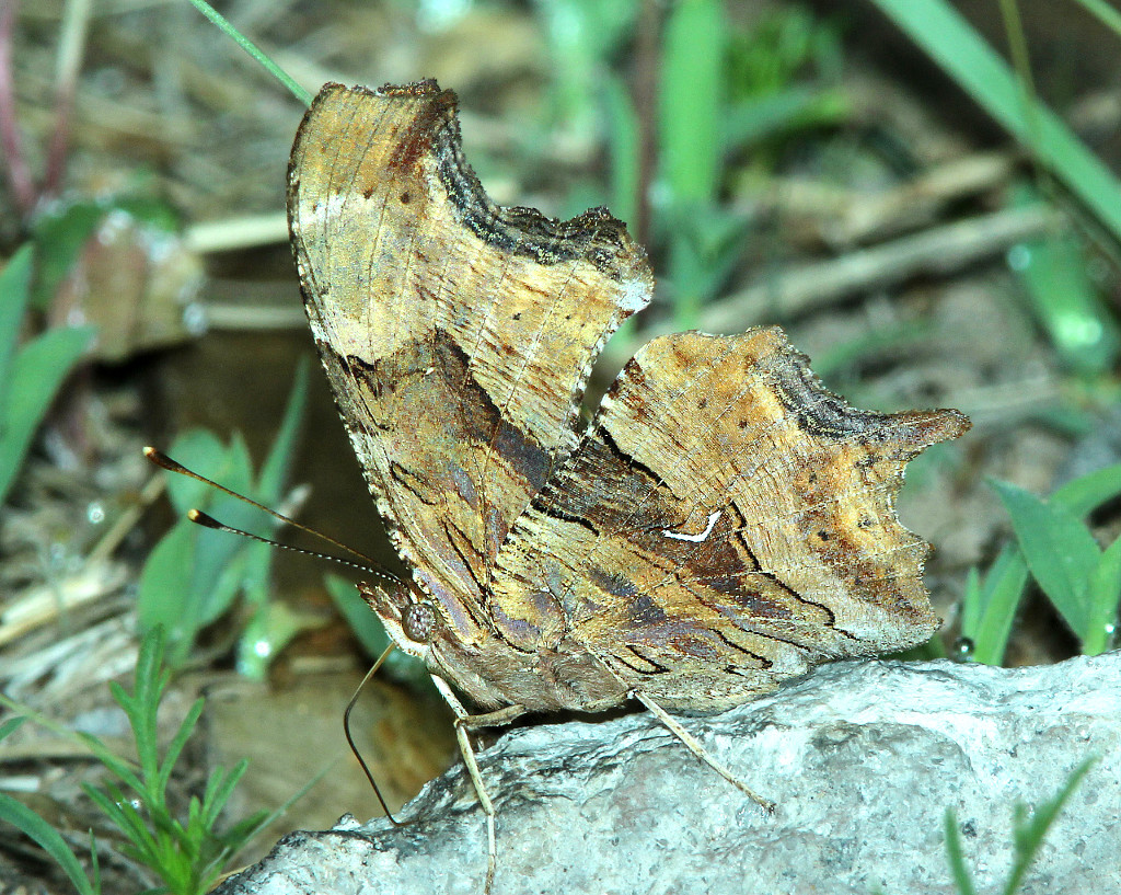 Satyr  Comma Butterfly (ventral View)