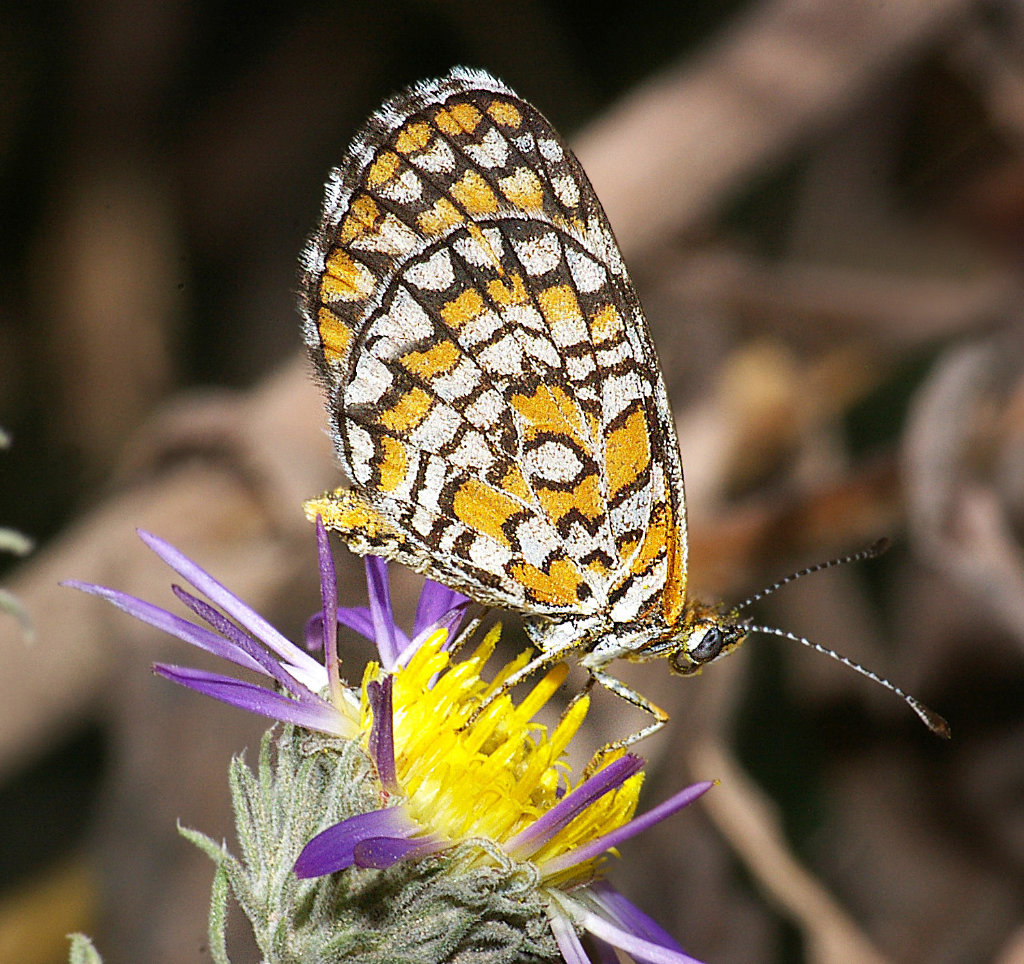 Tiny Checkerspot Butterfly - ventral view