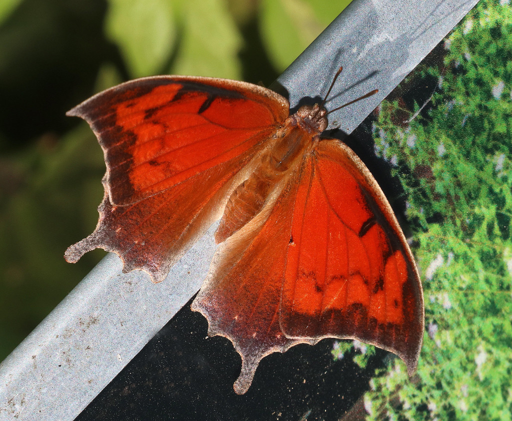 Tropical Leafwing Butterfly (dorsal view)