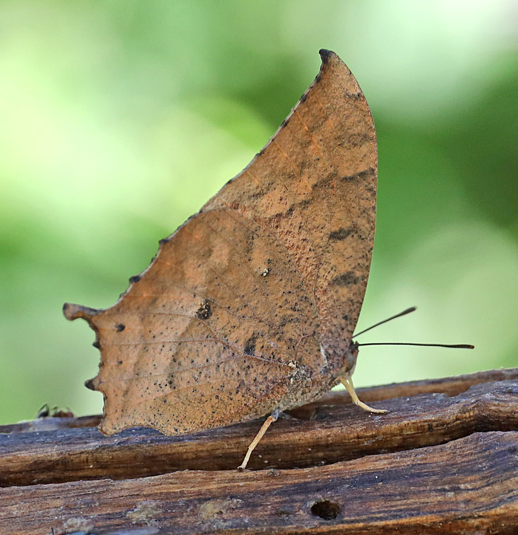 Tropical Leafwing Butterfly (ventral view)