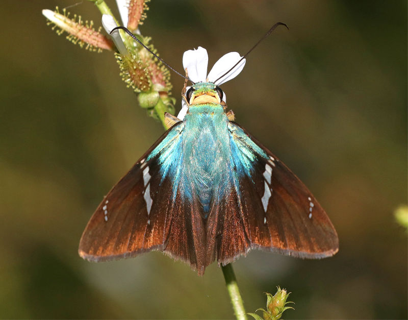 Two Barred Flasher Butterfly