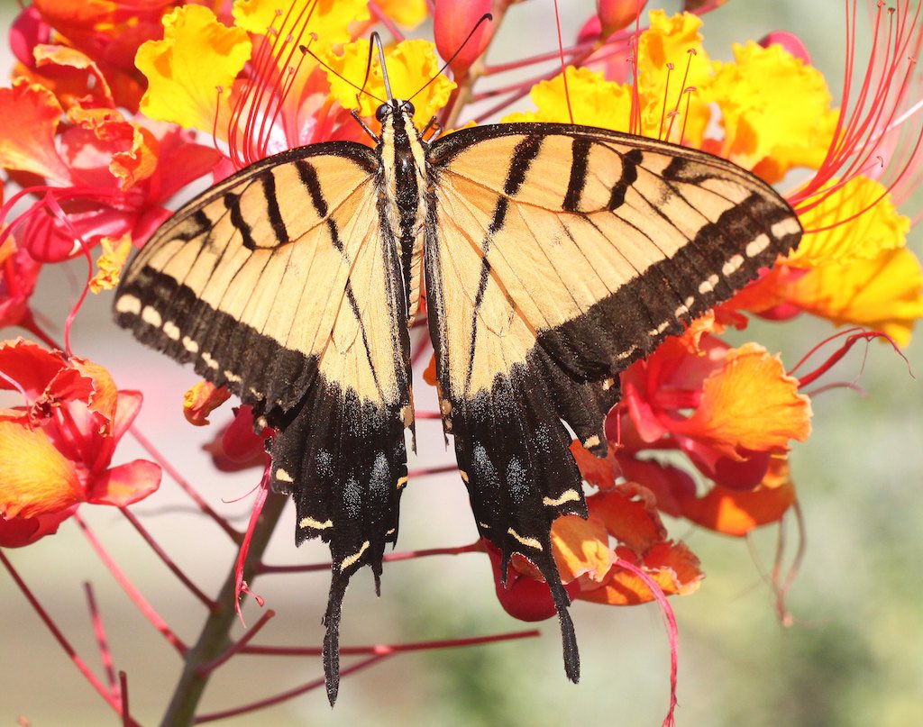 Two-Tailed Swallowtail Butterfly