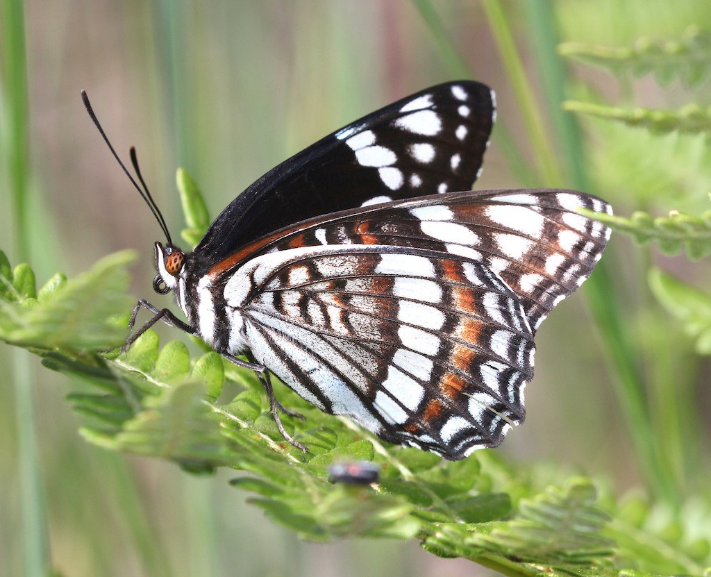 Weidemeyer's Admiral Butterfly ... wings closed