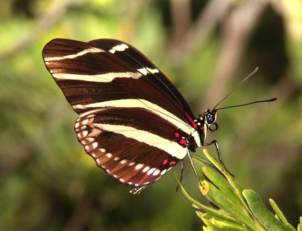 Zebra Heliconian Butterfly with wings open
