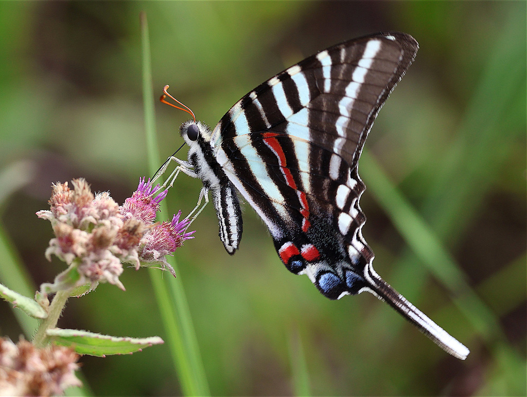 Zebra Swallowtail Butterfly